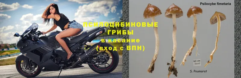 магазин    Нерехта  Галлюциногенные грибы Psilocybe 